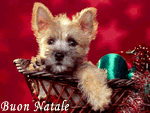 Cagnolino